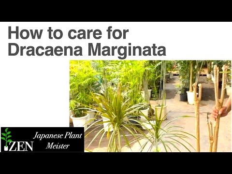 , title : 'How to care for Dracaena Marginata: can we dramatically revive our plant without drooping leaves?'