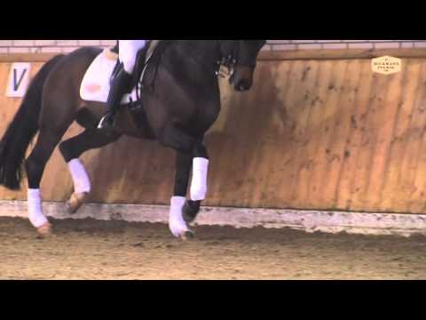 Fidertanz v. Fidermark - Ravallo, Hengstvorführung Vechta 2013 - Böckmann Pferde