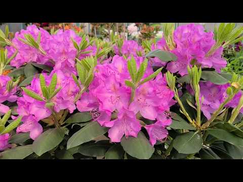 Rhododendron 'Roseum Elegans' // STUNNING, large flowers on this reliable NATIVE evergreen!