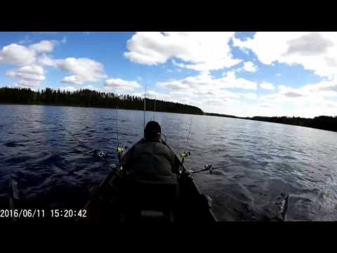 Tornionjoki alkukauden lohi.