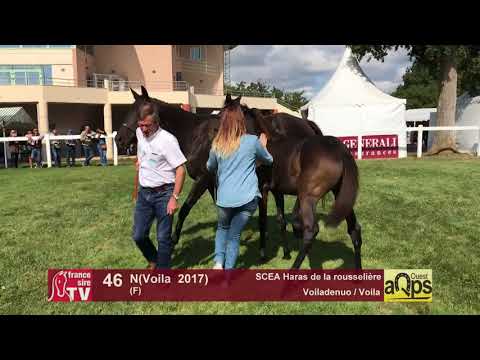 Show AQPS Lion 2017 : Lot 46 - N(Voila  2017)