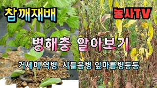 참깨재배, 참깨 병해충 예방법 알아보기, 거세미나방애벌레, 시드름병, 역병, 잎마름병 예방시기는?[농사TV]