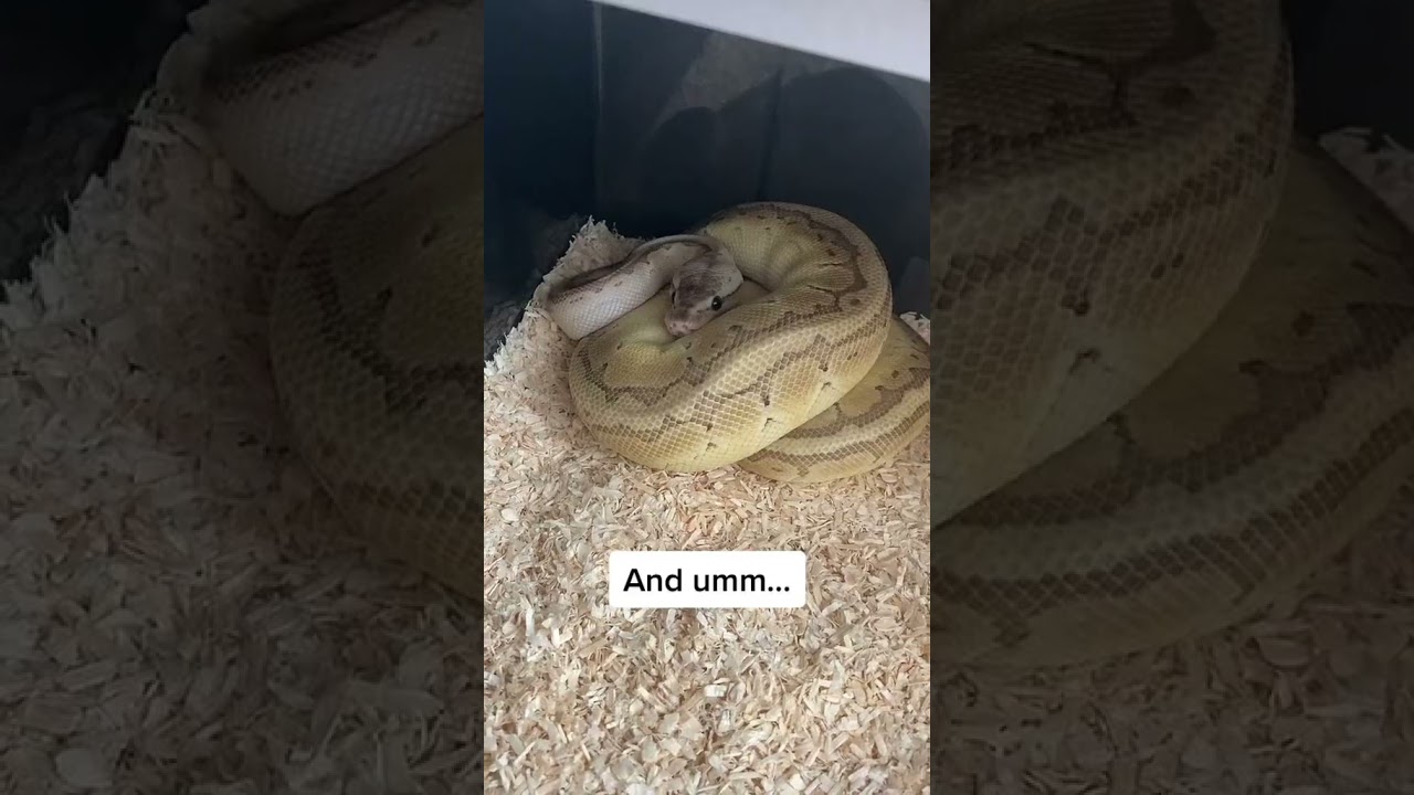 People think i’m OBSESSED with #ballpythons ! 🐍🐍