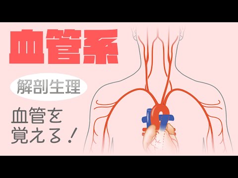 猫の解剖学 - 猫の骨格