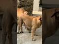 Boerboel Puppies From This Combo Available Contact 233553284056 Shorts Boerboel Dog