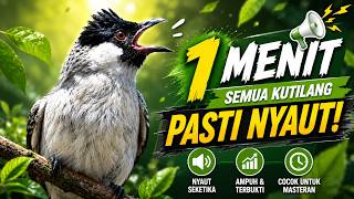 Download lagu Suara Burung Kutilang Gacor Garuda Paling Ampuh Untuk Masteran Dan Pikat mp3