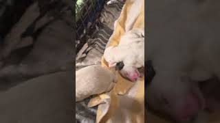 産まれた直後のラブの赤ちゃん🐶puppies just after birth #犬 #犬のいる暮らし #犬の出産 #いぬ #犬のいる生活 #puppy #dog #dogs #puppylife