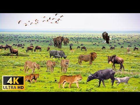 Wildlife of Okavango Delta Area, Botswana, Africa Scenic Wildlife Film With African Music