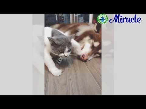 Những giây phút hài hước của thú cưng | Tiktok 2019 | PetDogs #3