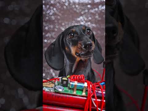 Mission: Impawsible – Dog Nation 3