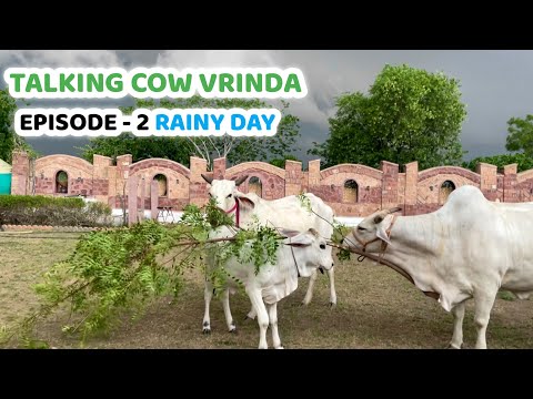 Talking Cow Vrinda | Ep: 2- Rainy Day🌧️ | Cowsblike