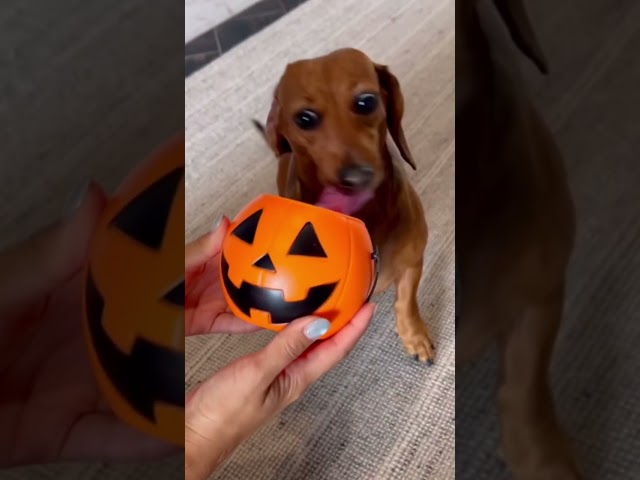 Vídeo relacionado con Lovelyshop Serie de Mascotas Lux Fur Cat Dog Cloak para Disfraces de Halloween, Rey Reina príncipe y Princesa Cosplay-M/Talla M/tamaño Extragrande