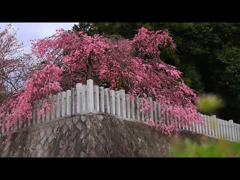 映像作家 保山耕一氏 による「奈良、時の雫」　岡八幡宮編