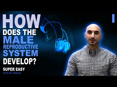 Embryology of the Male Reproductive System I (Easy to Understand)