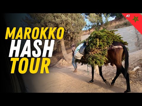 Beste Cannabis-Genetiken Emerald Triangle Humboldt