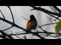 Oriole At Siebenthaler Starts To Whistle Beethovens 5th