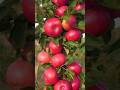 Growing Apple Trees From Store Bought Apples