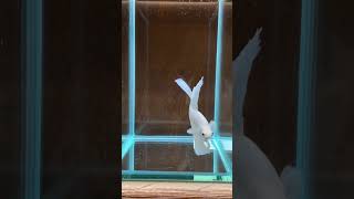 full moon  betta fish  full  White colour betta fish ... #trending #shorts #shortvideo