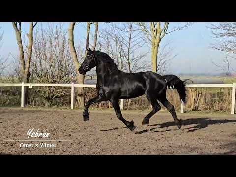 Stal Okkema's Ysbrân - Omer x Wimer - Stallion - 2023 - 1.68m