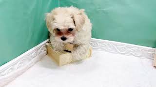 ハーフ犬の動画01