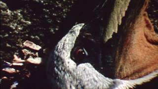 Trailer Thumbnail