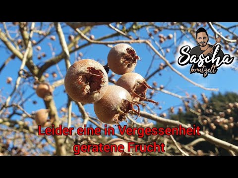 Die Mispel, fast vergessen | Sascha brutzelt
