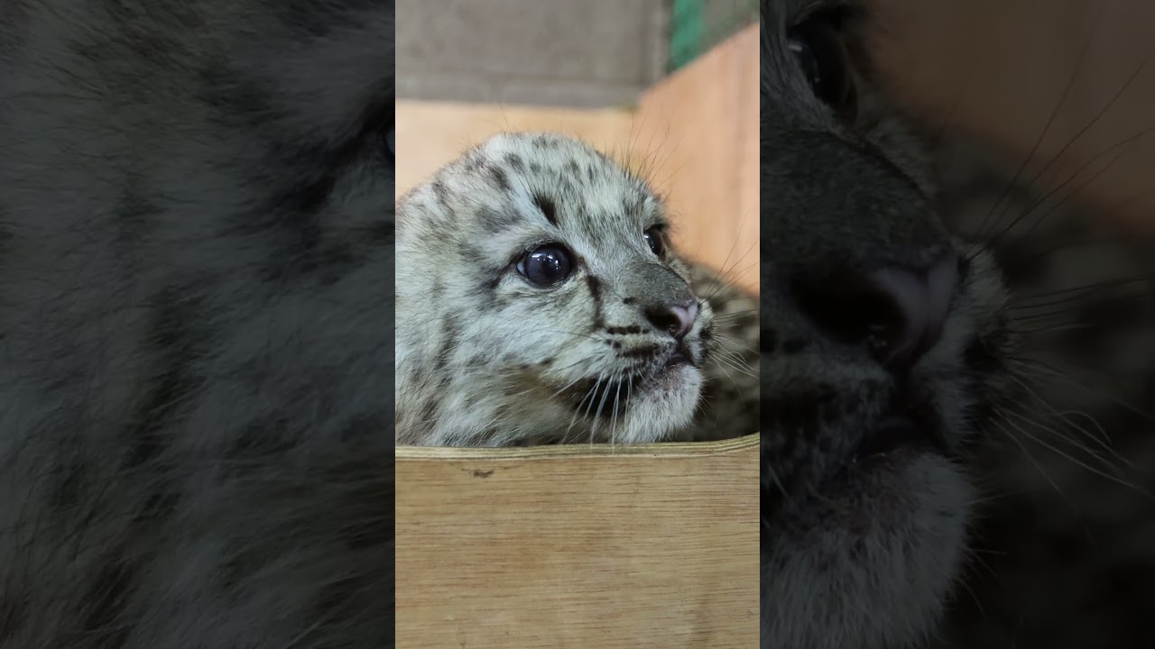 🤗 Today is #sonanddaughterday so we are celebrating Laila & Yarko's cubs, Spot and Stripe! #cubs