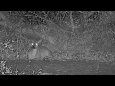 Djuma: Duiker female takes a rest - 20:22 - 07/31/19