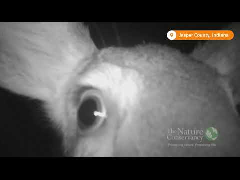 キスカム。鹿がカメラに「キス」をする (Kiss cam: Deer gives camera a 'kiss')
