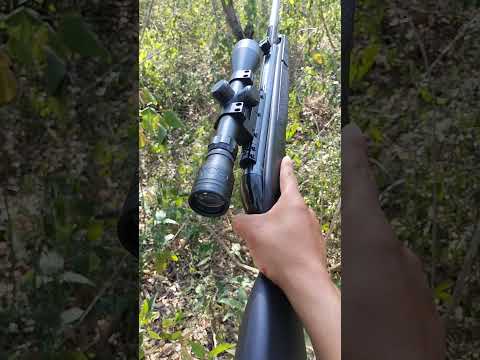 Gamo Black Bear con mira 3-9X40 Que Chulada