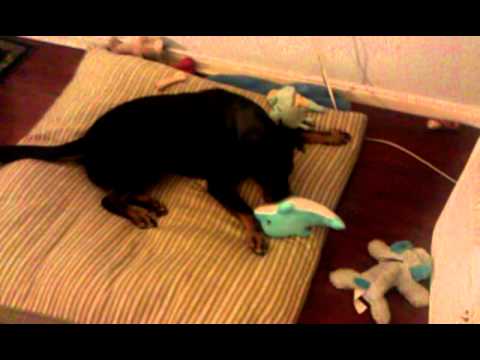 2011.07.27-Bristol and Bobo the Whale.