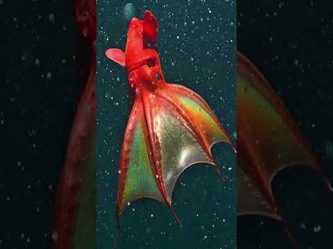 VAMPIRE SQUID FROM HELL
