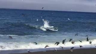 faze tari balena la mal