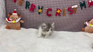 マンチカンの動画01