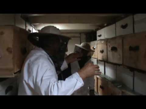 4. Apicultura practica -  Discutie sinteza cu ucenicii mei despre cunostintele acumulate 4/4