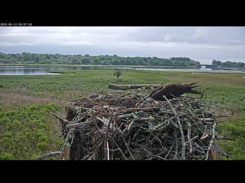 mom feeding two chicks June 12, 2020