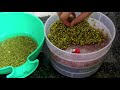 How To Make Sprouts At Home In Sprouts Maker Sprout Maker Demo Sprouts Maker Review And Use