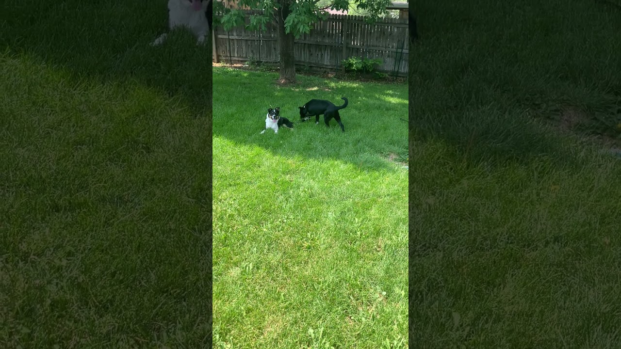 Enlarge Hadley, a ADOPTABLE mixed breed in Fort Collins, CO video 6/6
