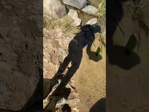 Drywashing for gold with a puffer box on 12 volts. #goldprospecting #prospecting #goldpanning