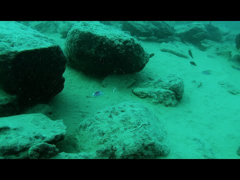 Labidochromis chisumulae a Chizumulu