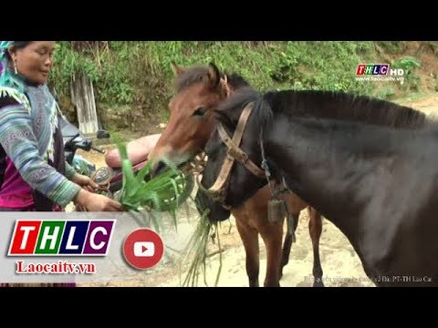 , title : 'Nghề nuôi ngựa thương phẩm ở vùng cao Tả Thàng, huyện Mường Khương | THLC'
