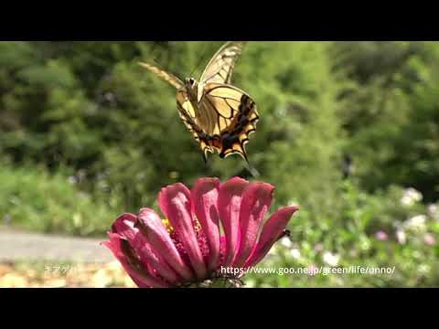 夏のアゲハスローな世界
