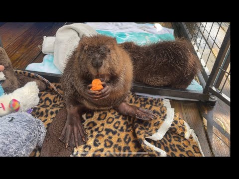 Sweet potatoes and baby beavers