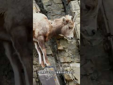 雪豹与岩羊的一场生死博弈#零距离接触野生动物#雪豹#岩羊