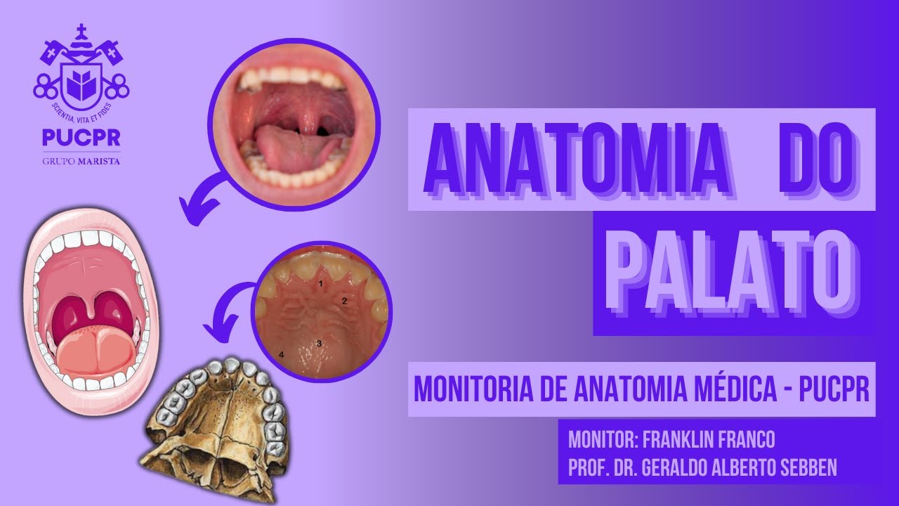 Palato - Monitoria de Anatomia Médica PUCPR