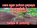 cara agar pepaya pendek dan cepat berbuah. tanpa di potong.