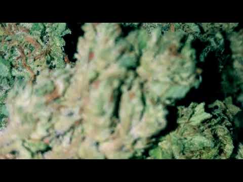 Trap $tar / Yung Fredo (Prod.NadiaBeats)