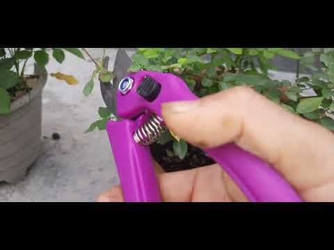 rose flowers care.(Pranita's garden)