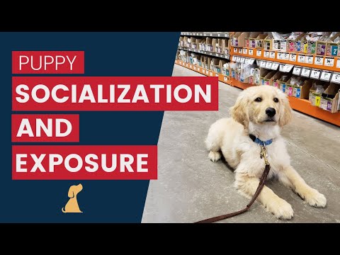 Puppy Socialization - Tips to Positively Work On Exposure Training