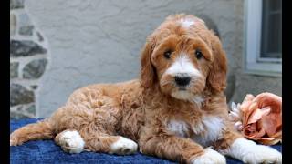 Video preview image #1 Goldendoodle Puppy For Sale in NARVON, PA, USA